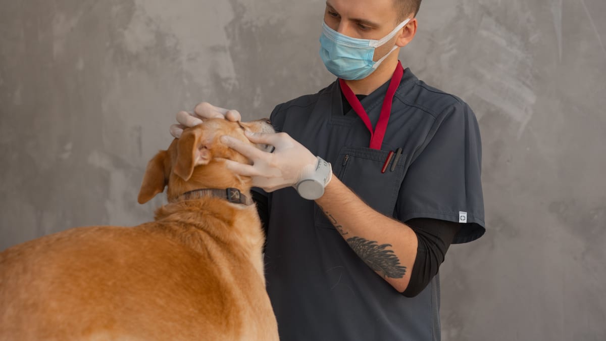 Veterinarian examining a dog at the clinic